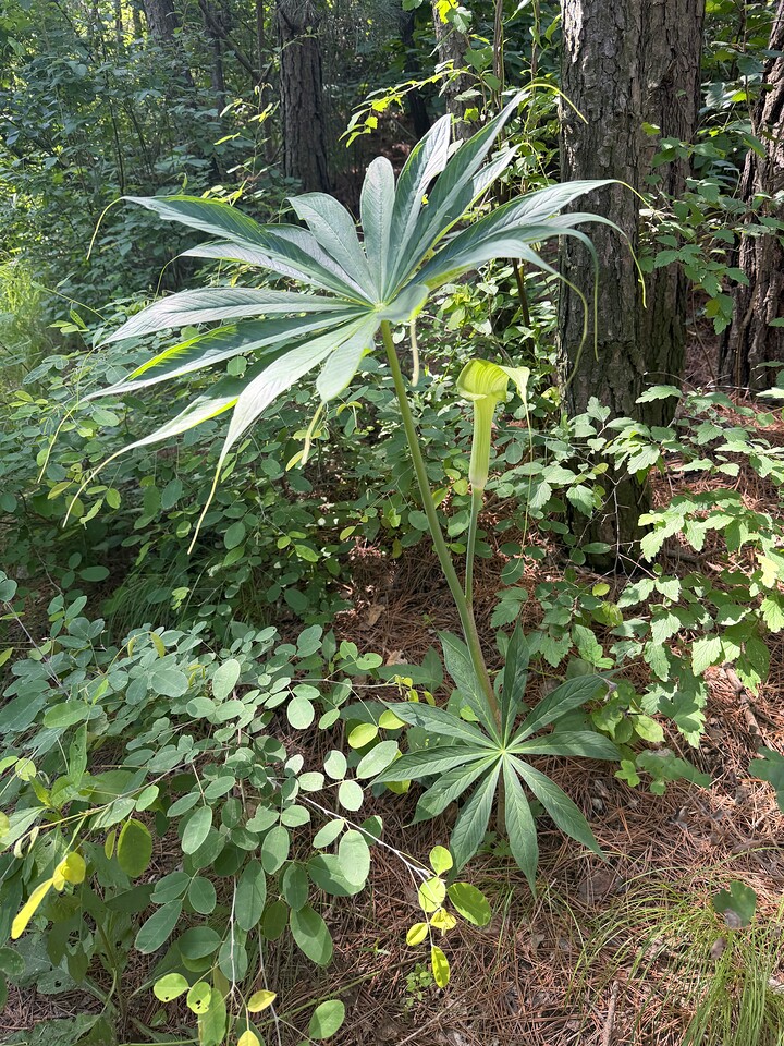 Through the Hills to Baipu Temple, 2026/06/27—photo #2
