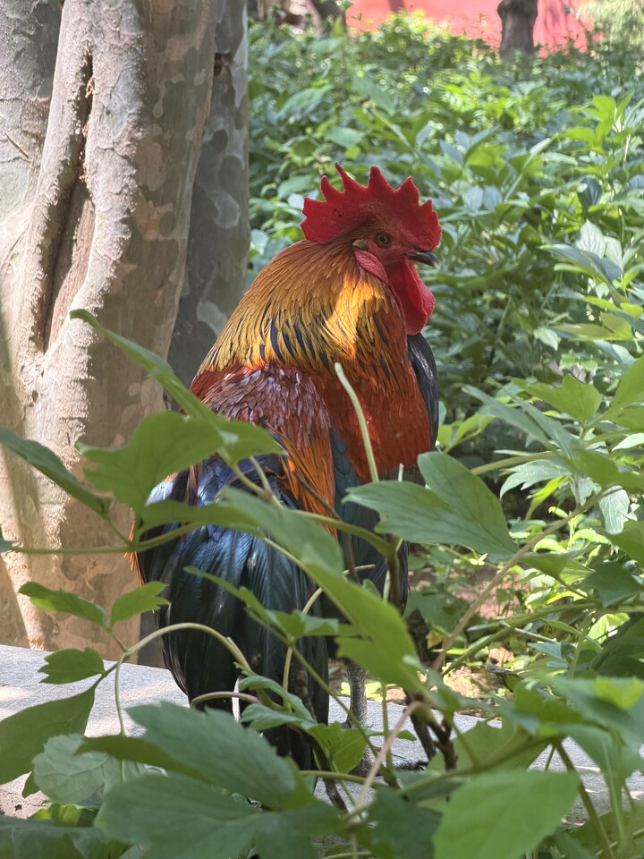 Through the Hills to Baipu Temple, 2026/06/27—photo #24