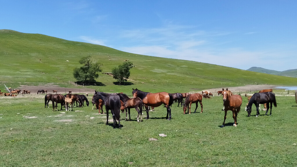 Bashang Grasslands, 2026/07