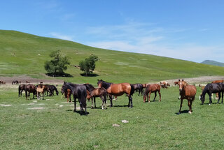 Bashang Grasslands, 2026/07