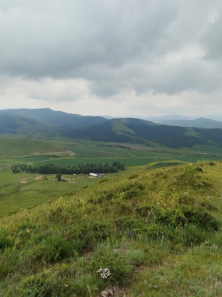 Bashang Grasslands, 2026/07—photo #1