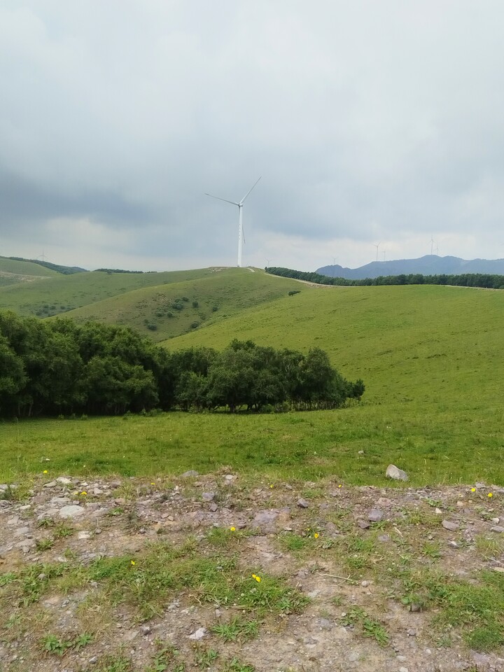 Bashang Grasslands, 2026/07—photo #2