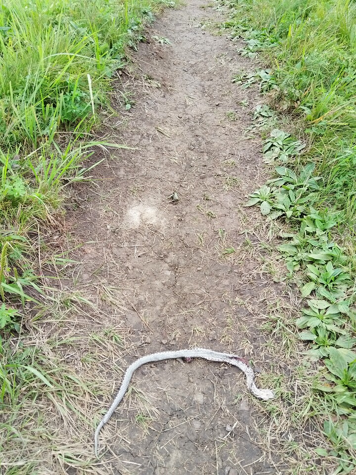 Bashang Grasslands, 2026/07—photo #11