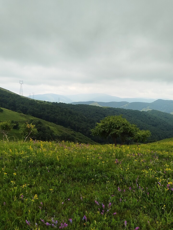 Bashang Grasslands, 2026/07—photo #13