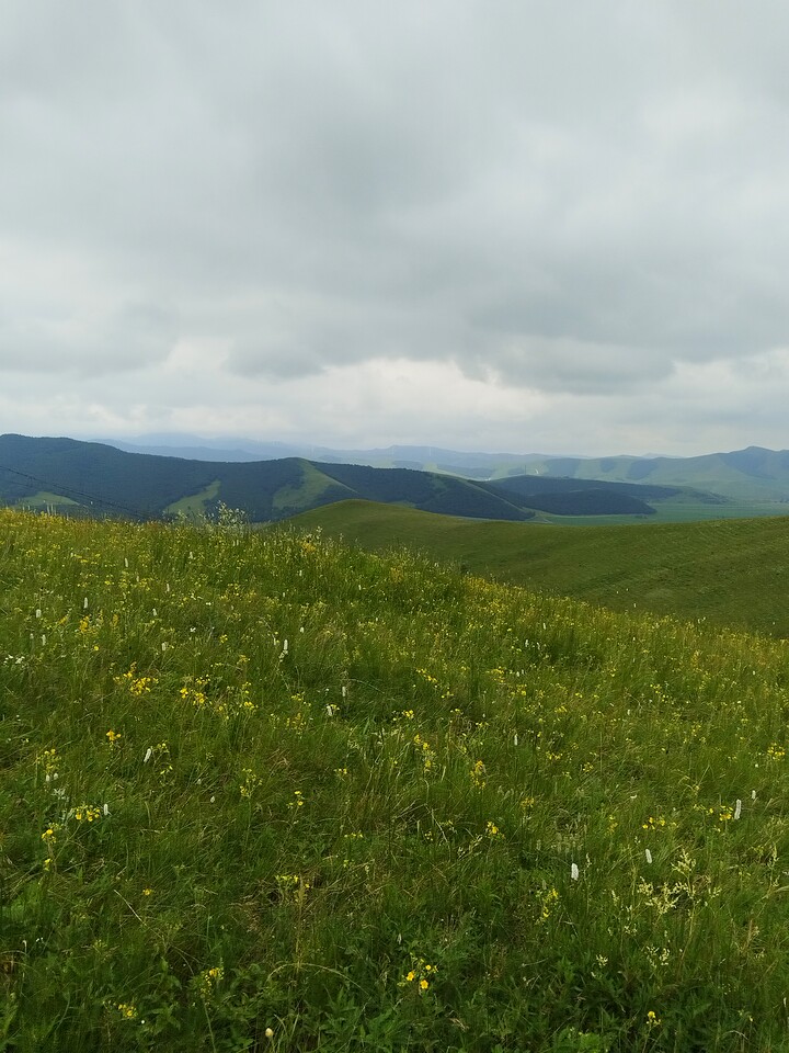 Bashang Grasslands, 2026/07—photo #14