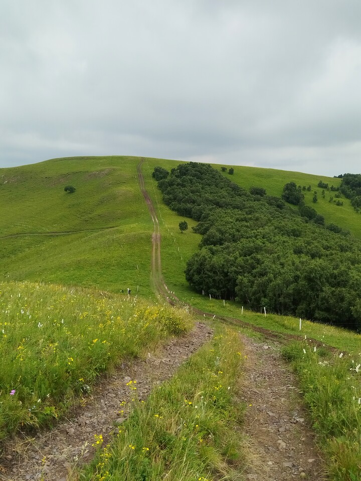 Bashang Grasslands, 2026/07—photo #18