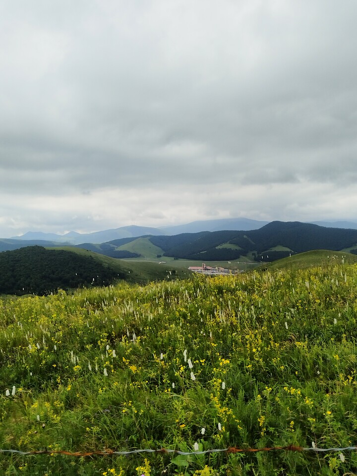 Bashang Grasslands, 2026/07—photo #20