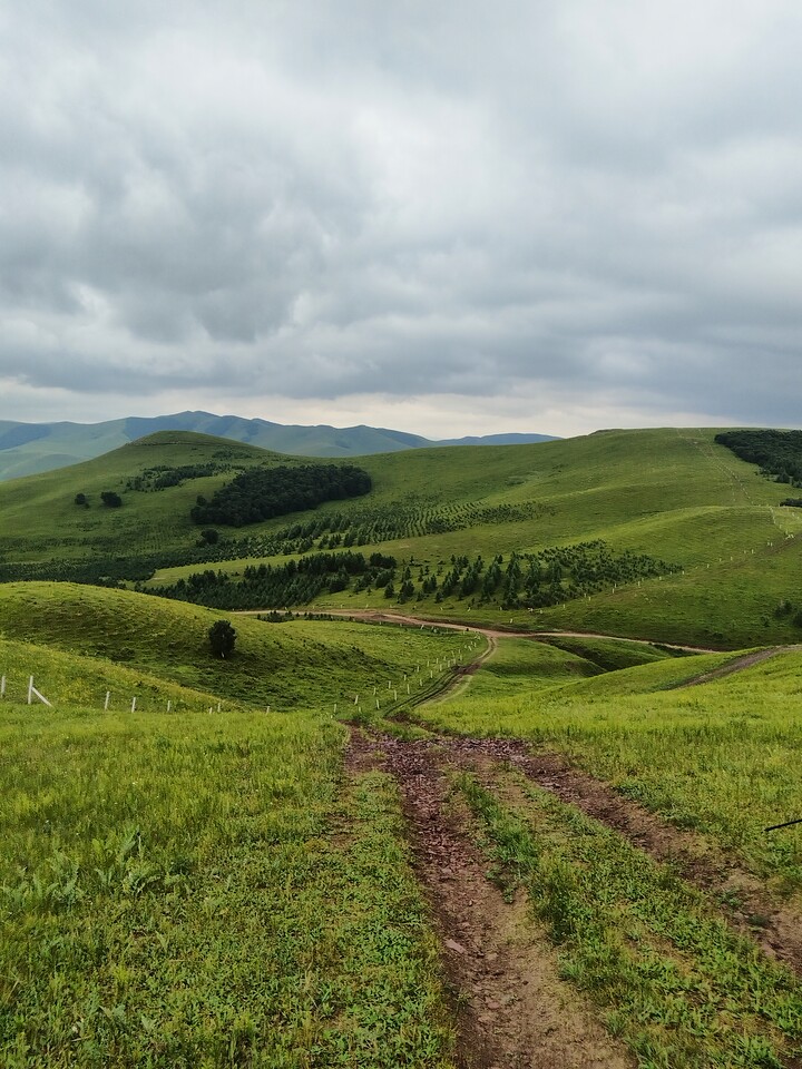 Bashang Grasslands, 2026/07—photo #23