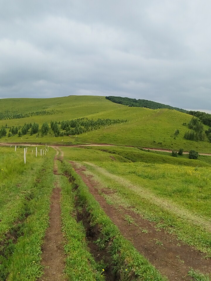 Bashang Grasslands, 2026/07—photo #24