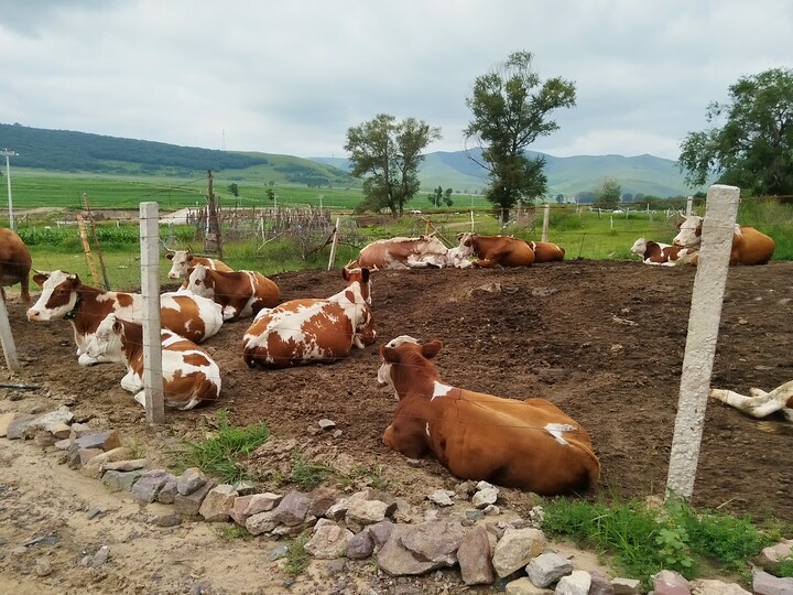 Bashang Grasslands, 2026/07—photo #25