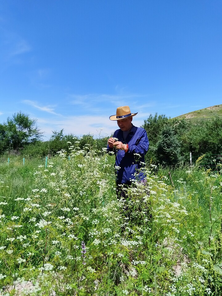 Bashang Grasslands, 2026/07—photo #28