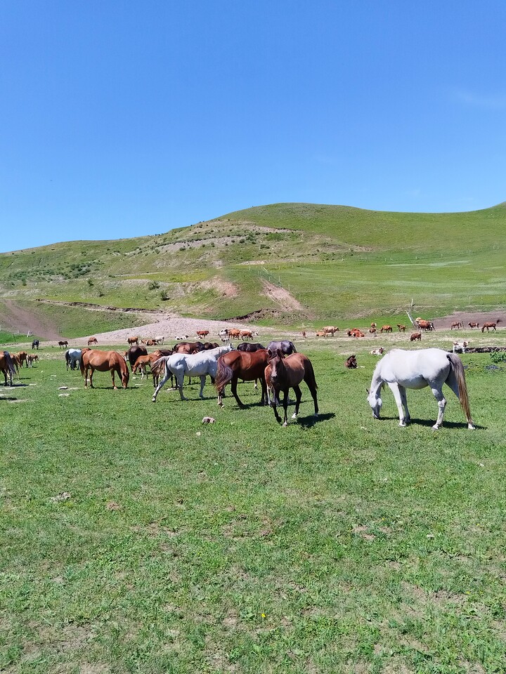Bashang Grasslands, 2026/07—photo #29