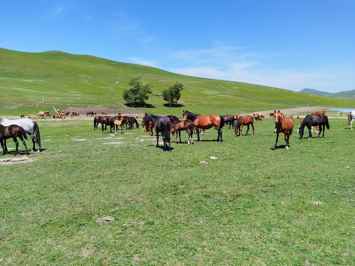 Bashang Grasslands, 2026/07—photo #30