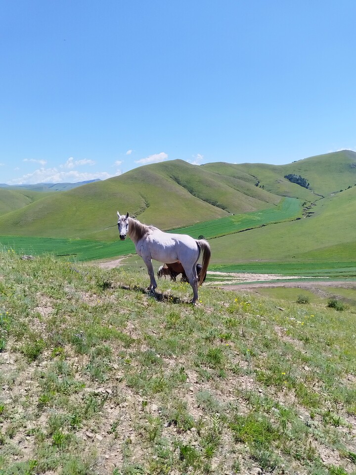 Bashang Grasslands, 2026/07—photo #32