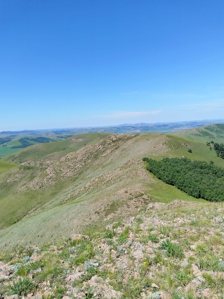 Bashang Grasslands, 2026/07—photo #36