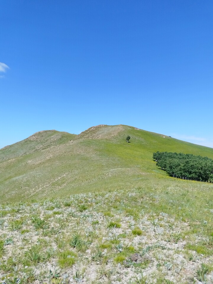 Bashang Grasslands, 2026/07—photo #44