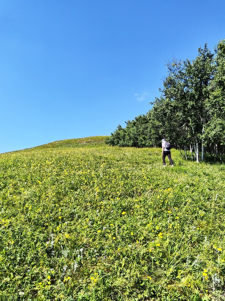 Bashang Grasslands, 2026/07—photo #47