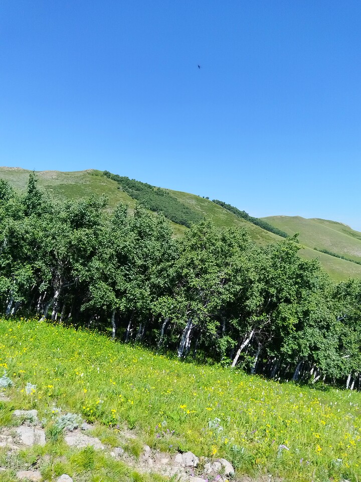 Bashang Grasslands, 2026/07—photo #49