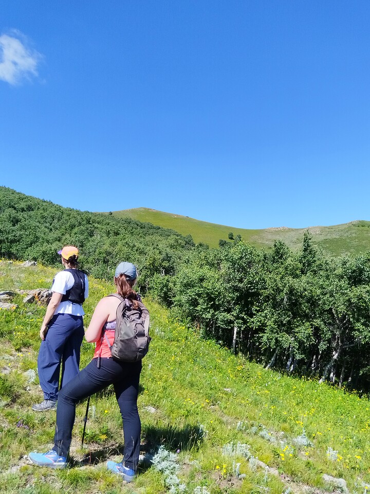 Bashang Grasslands, 2026/07—photo #50