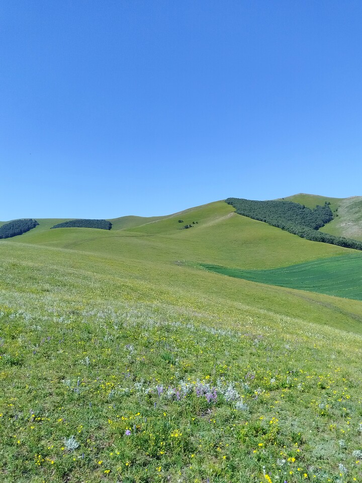 Bashang Grasslands, 2026/07—photo #52