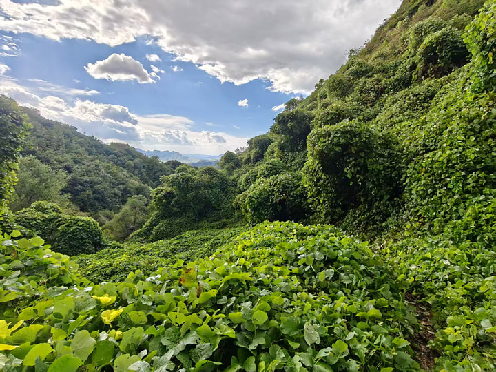 Qiangzilu ‘Bricks in the Wall’ hike, 2026/09/27—photo #15