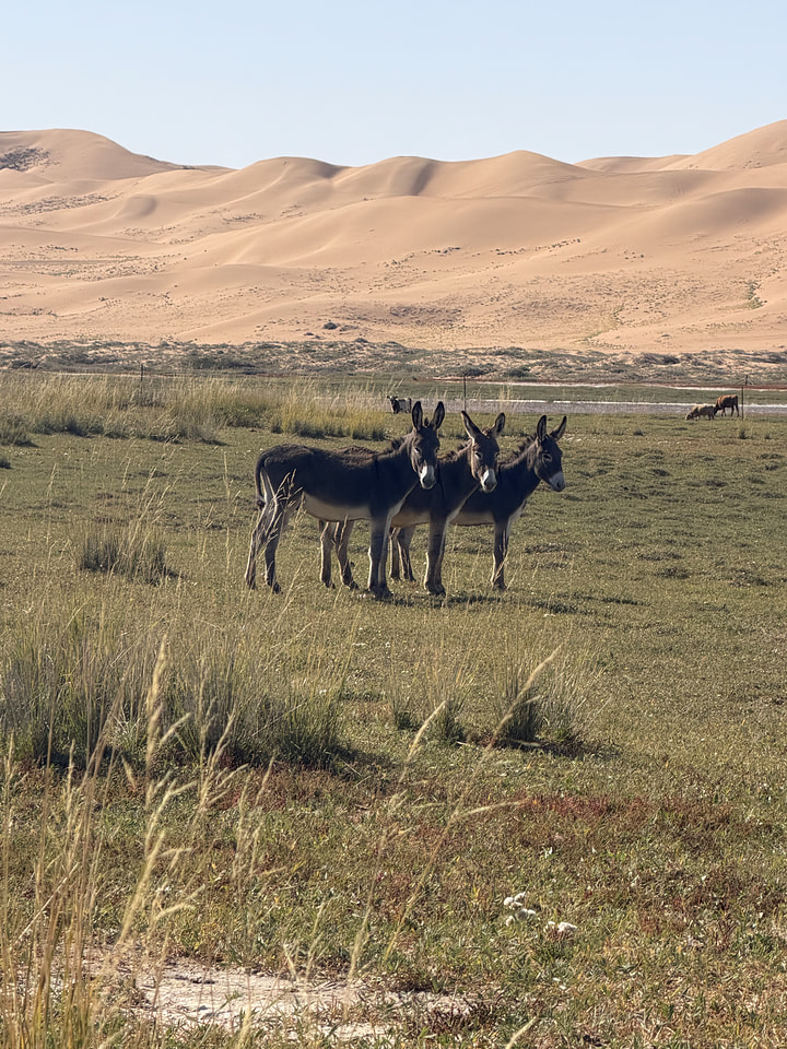 Tengger Desert, Inner Mongolia, 2026/10—photo #28