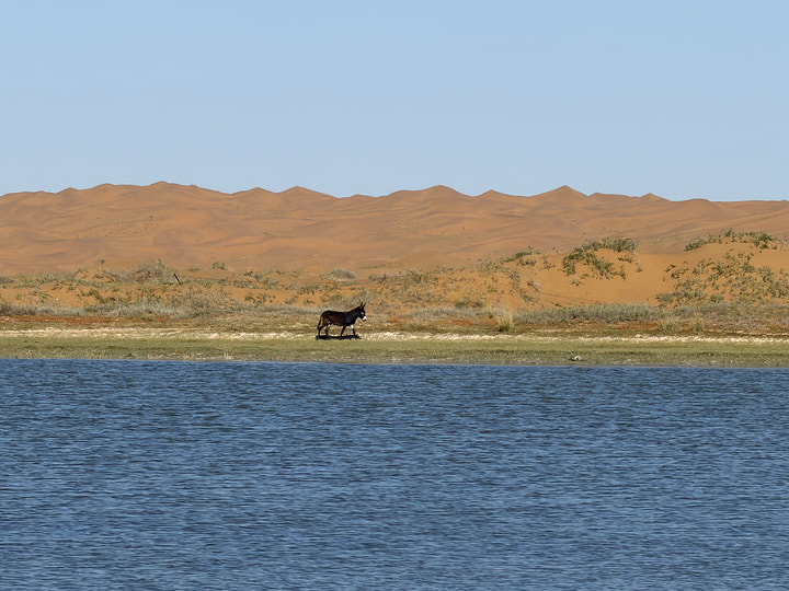 Tengger Desert, Inner Mongolia, 2026/10—photo #32