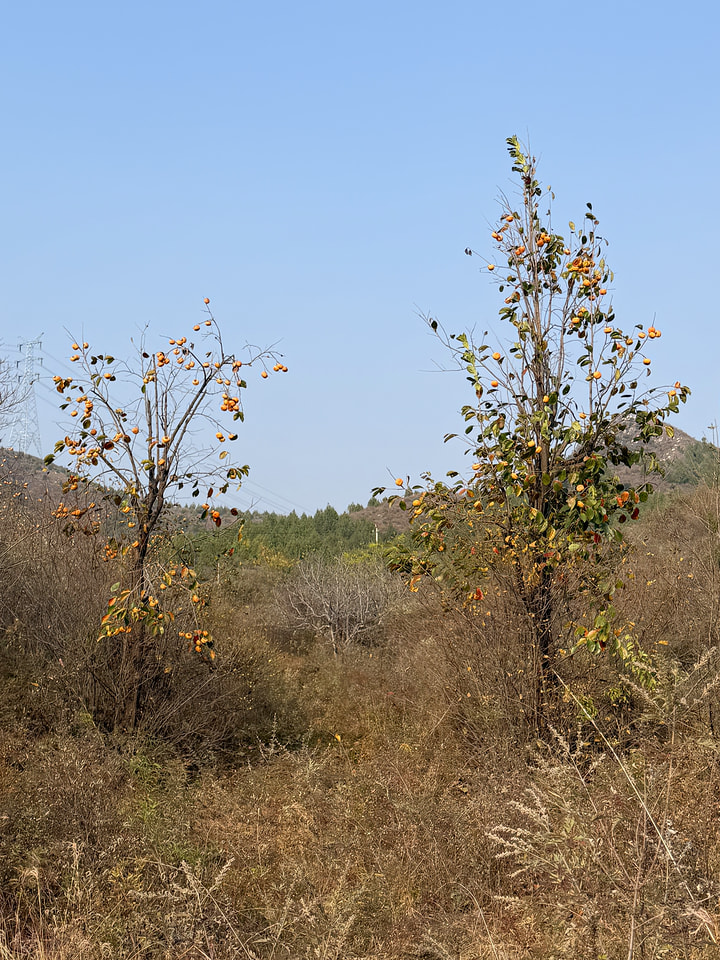 Rolling Hills hike, 2026/10/11—photo #15