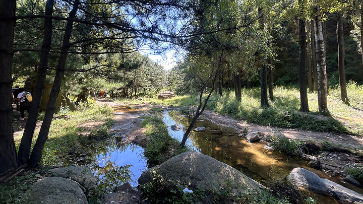 A stream in a forested valley