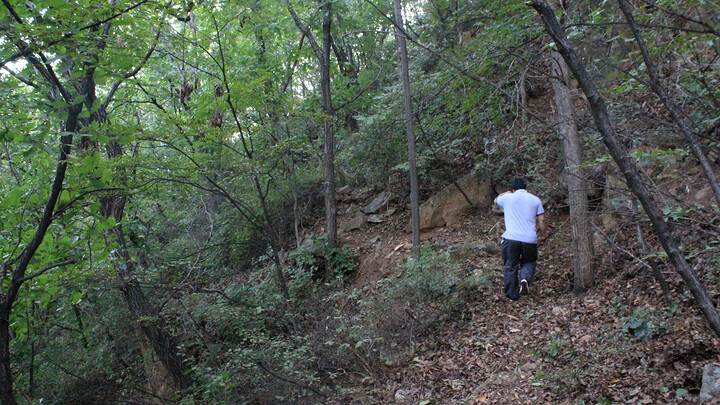 On a rough track through the forest
