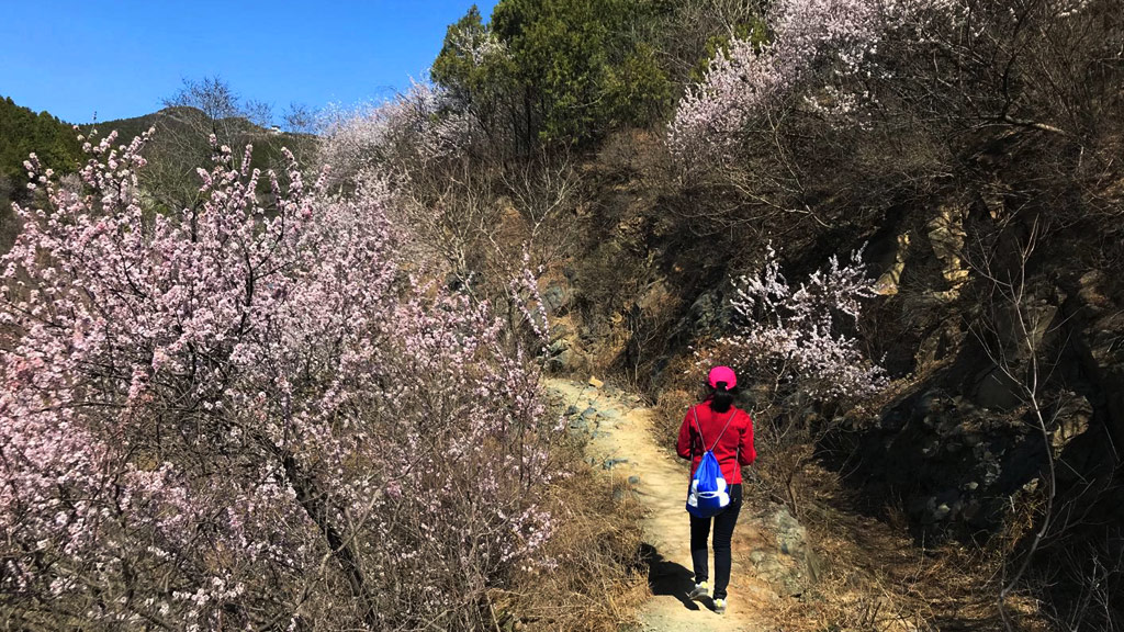 West Hills / Xishan Blossoms Route | Blossoms by the trail in Beijing&rsquo;s West Hills.
